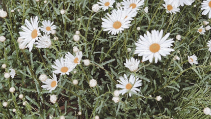 オンラインストアがオープンしました！ - MEPU