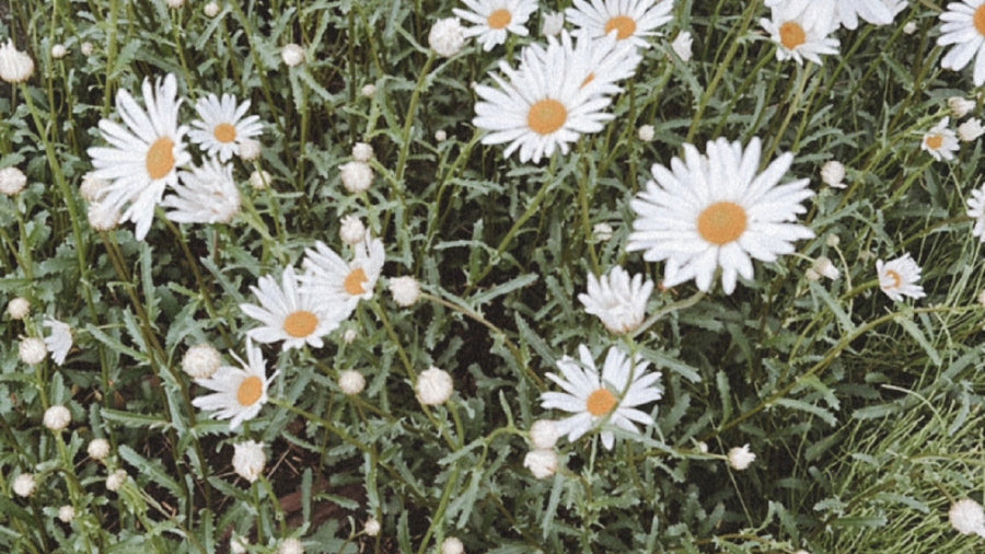 オンラインストアがオープンしました！ - MEPU